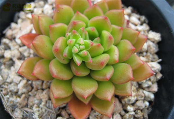 翡翠波纹 Echeveria Emerald Ripple