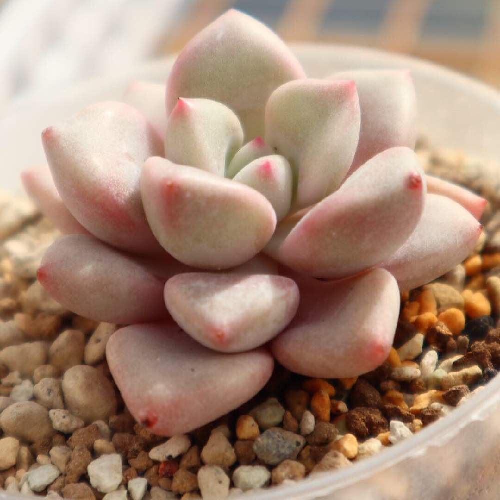 xGraptoveria 'Pink Rosa'