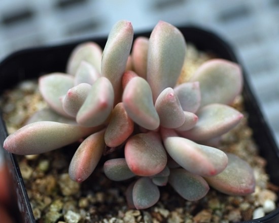 xGraptoveria 'Pink Rosa'