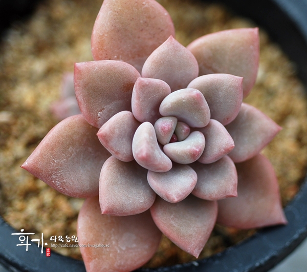 xGraptoveria 'Pink Rosa'