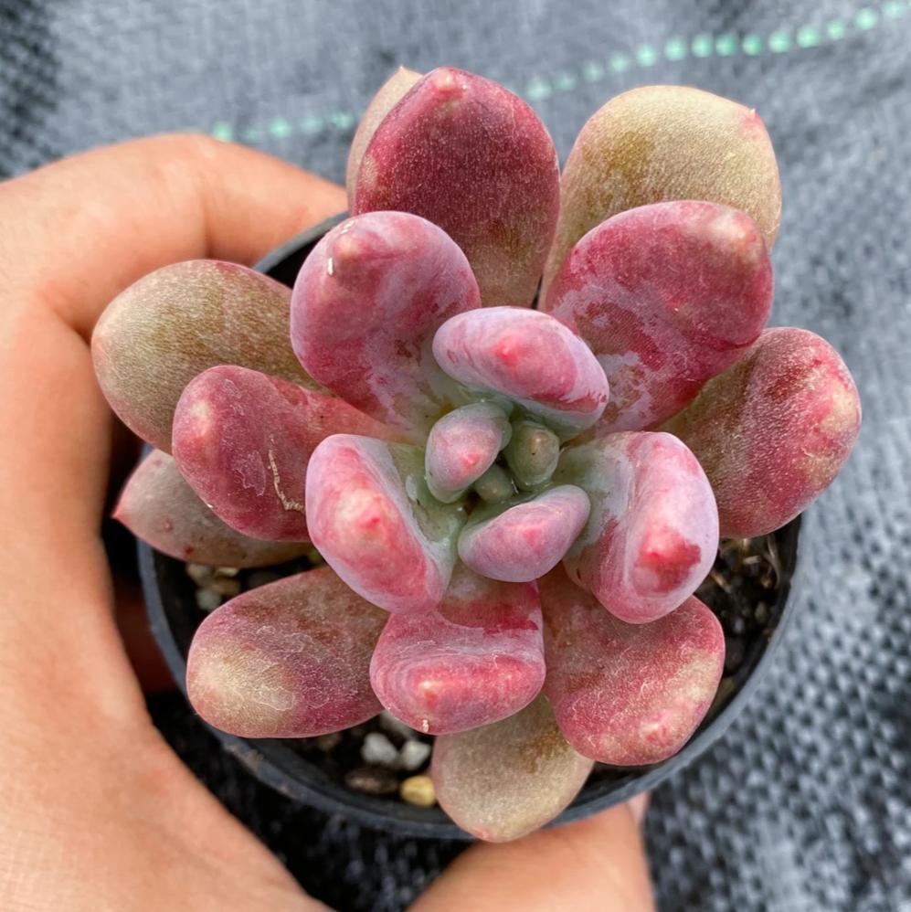 红桃A xGraptoveria 'Royal Flush'