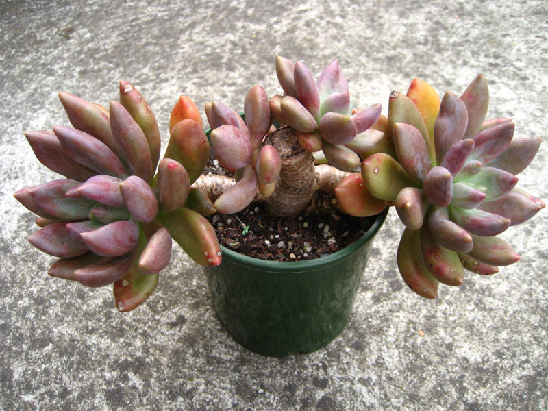 红桃A xGraptoveria 'Royal Flush'