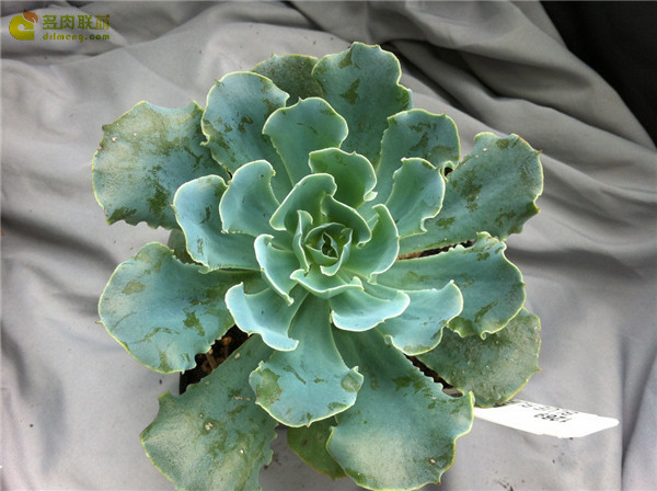 蓝鲁菲尔斯 Echeveria Blue Ruffles