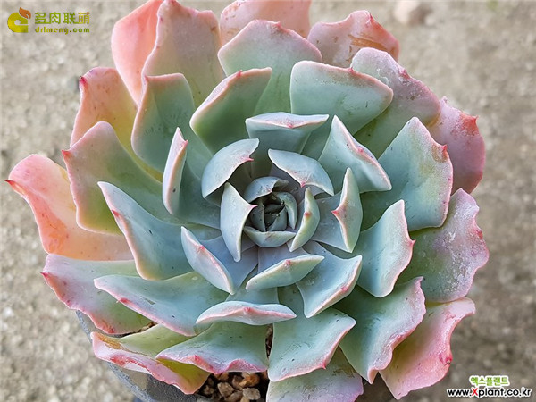 蓝鲁菲尔斯 Echeveria Blue Ruffles