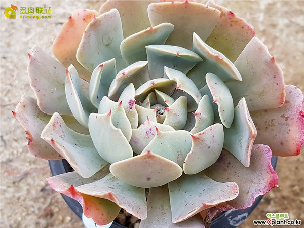 蓝鲁菲尔斯 Echeveria Blue Ruffles