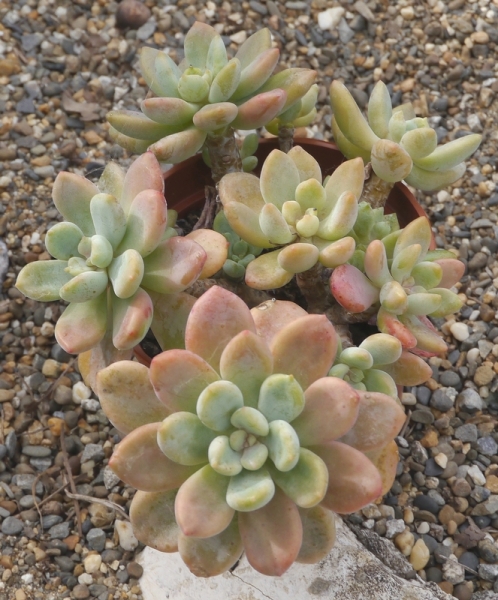 鲑鱼 xGraptosedum 'Salmon'