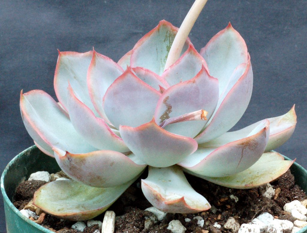 秘密花园 Echeveria 'Secret Garden'