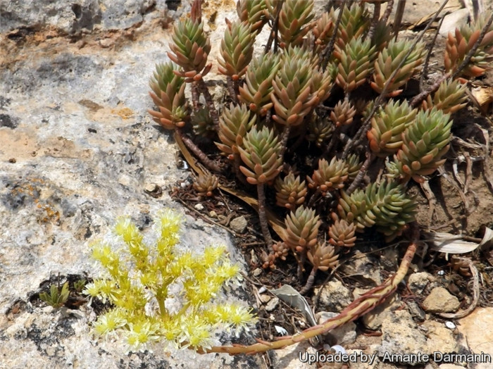 塔松 Sedum sediforme