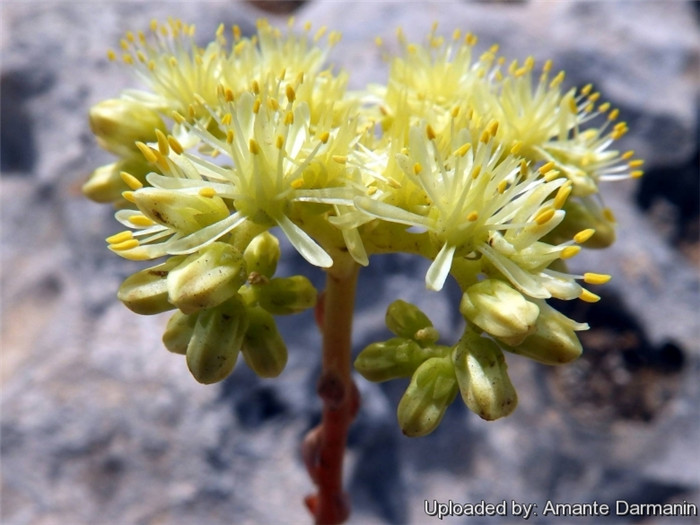 塔松 Sedum sediforme