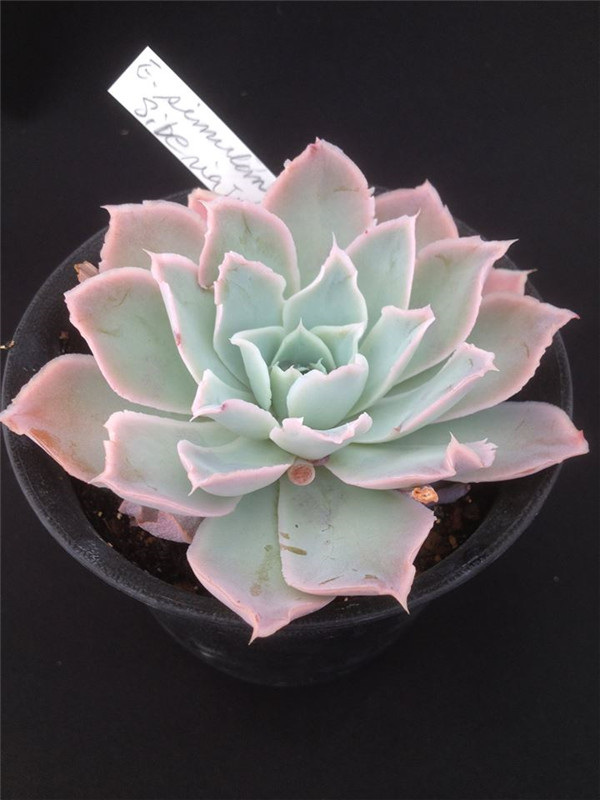 Echeveria simulans,Siberia西伯利亚