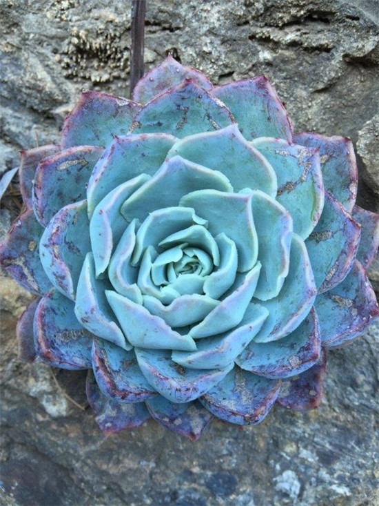 镜莲，Echeveria simulans