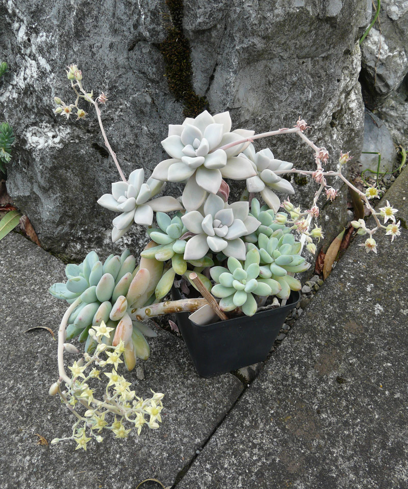 Graptopetalum Snow-White