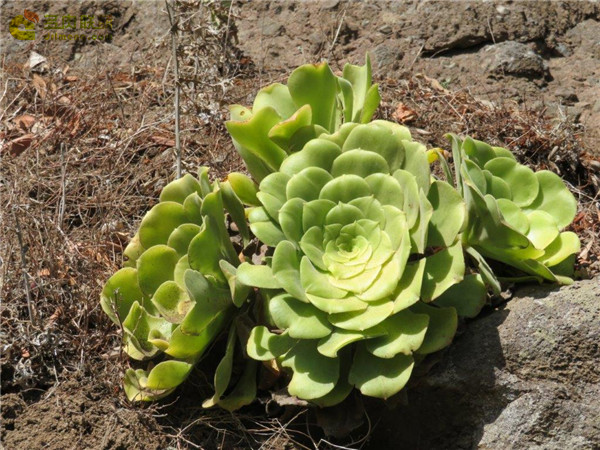 软绒盘 Aeonium canariense var. subplanum