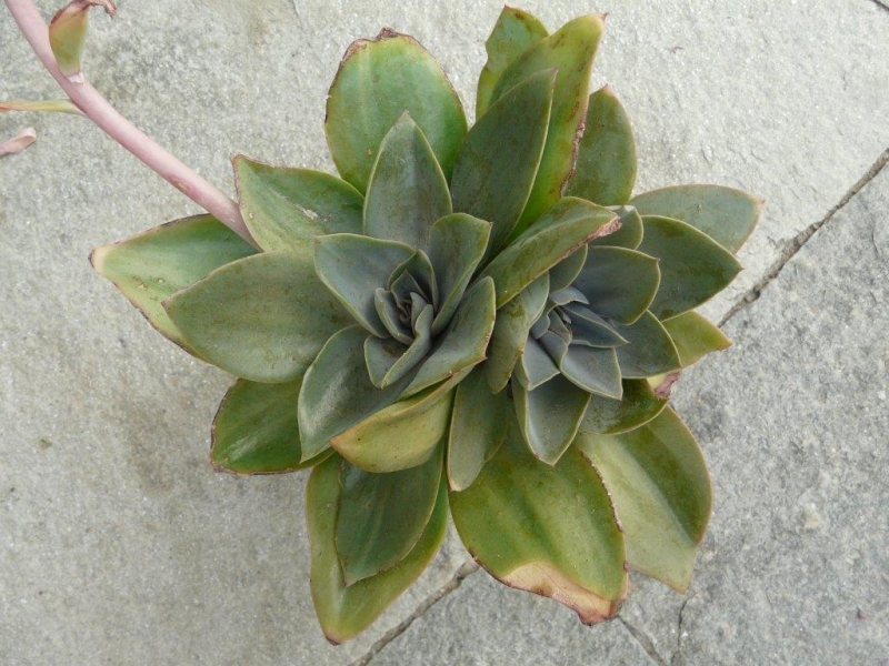 苏洛亚 Echeveria 'Susetta'