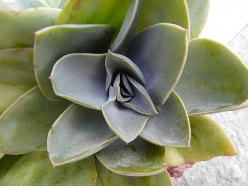 苏洛亚 Echeveria 'Susetta'