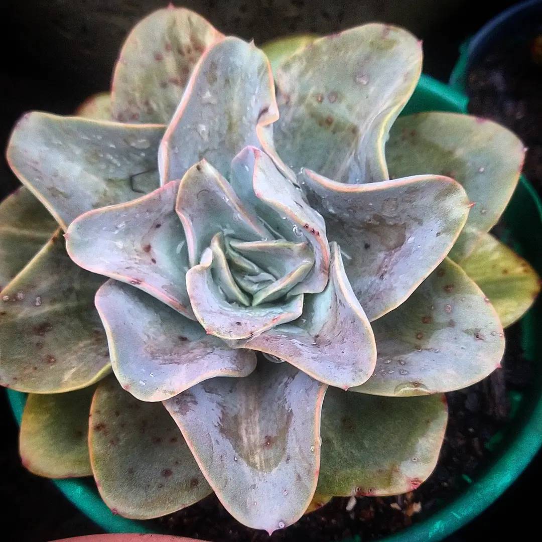 苏洛亚 Echeveria 'Susetta'