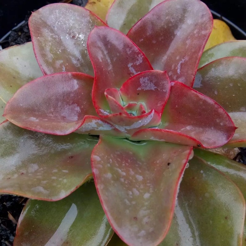 苏洛亚 Echeveria 'Susetta'