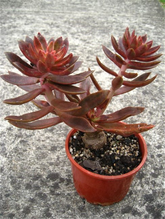 红糖、霜糖、太妃糖 Echeveria Brown Sugar