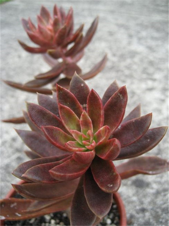 红糖、霜糖、太妃糖 Echeveria Brown Sugar