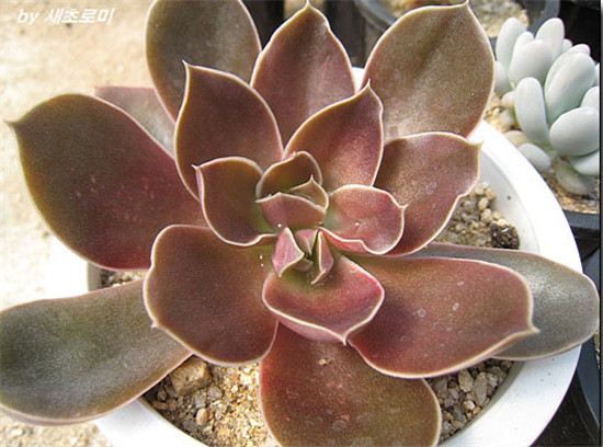 红糖、霜糖、太妃糖 Echeveria Brown Sugar