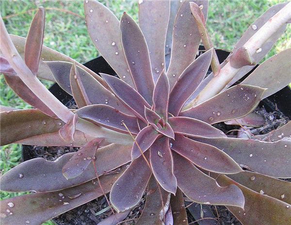 红糖、霜糖、太妃糖 Echeveria Brown Sugar