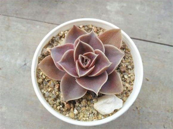 红糖、霜糖、太妃糖 Echeveria Brown Sugar