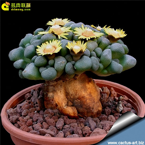 唐扇 Aloinopsis schooneesii 开花盆景