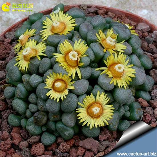 唐扇 Aloinopsis schooneesii 开花