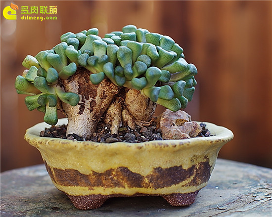 唐扇 Aloinopsis schooneesii 盆景