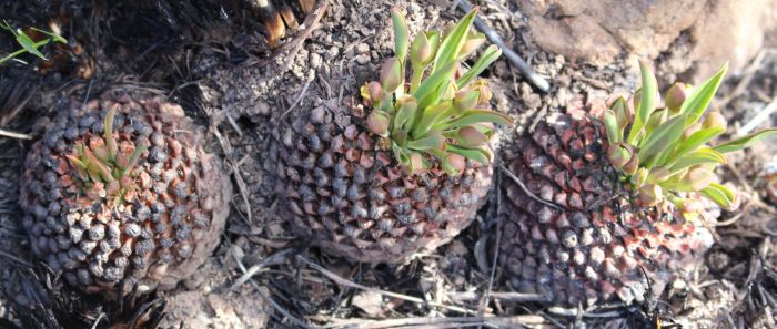 铁甲麒麟 Euphorbia bupleurifolia