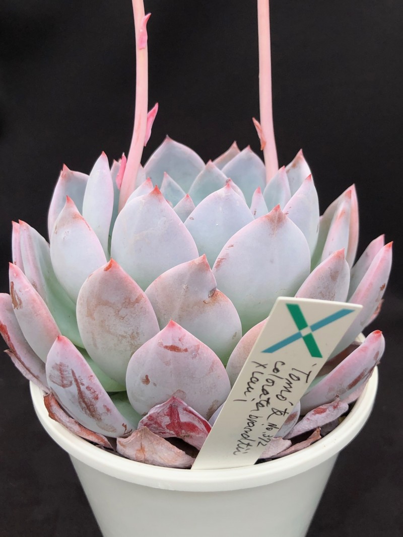 雪莲系 Echeveria 'Tomo'/Echeveria 'Friend'