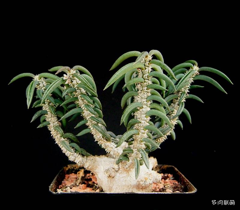 筒叶麒麟 Euphorbia cylindrifolia