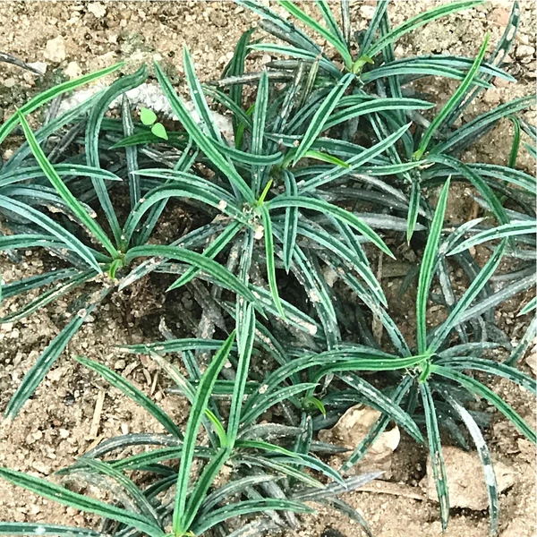 筒叶麒麟 Euphorbia cylindrifolia