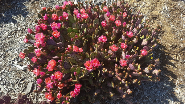 小丽塔海狸掌与圣丽塔杂交 Opuntia Baby Rita'