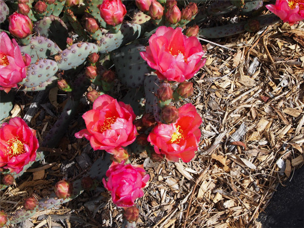 小丽塔海狸掌与圣丽塔杂交 Opuntia Baby Rita'