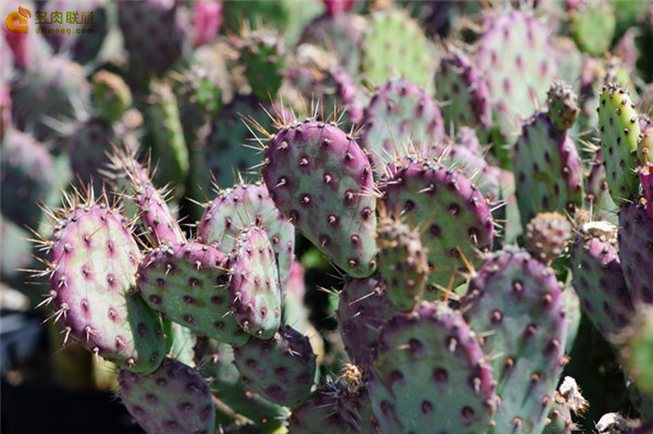 小丽塔海狸掌与圣丽塔杂交 Opuntia Baby Rita'