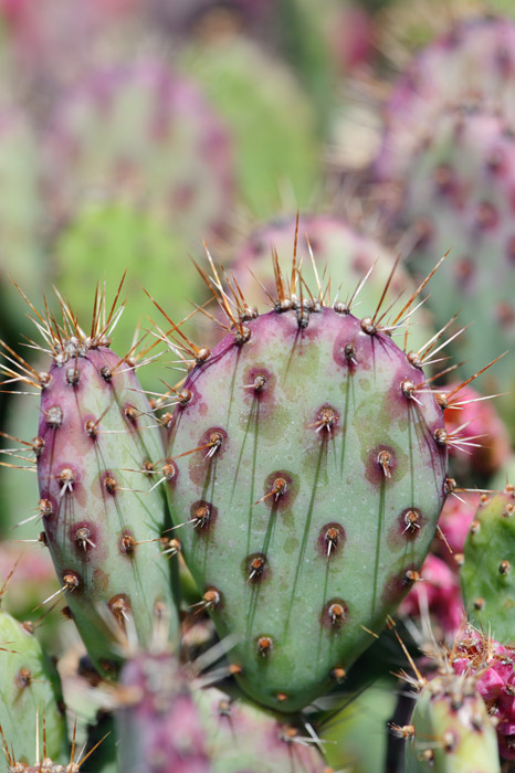 小丽塔海狸掌与圣丽塔杂交 Opuntia Baby Rita'