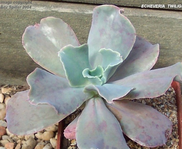 暮光之城 Echeveria 'Twilight'