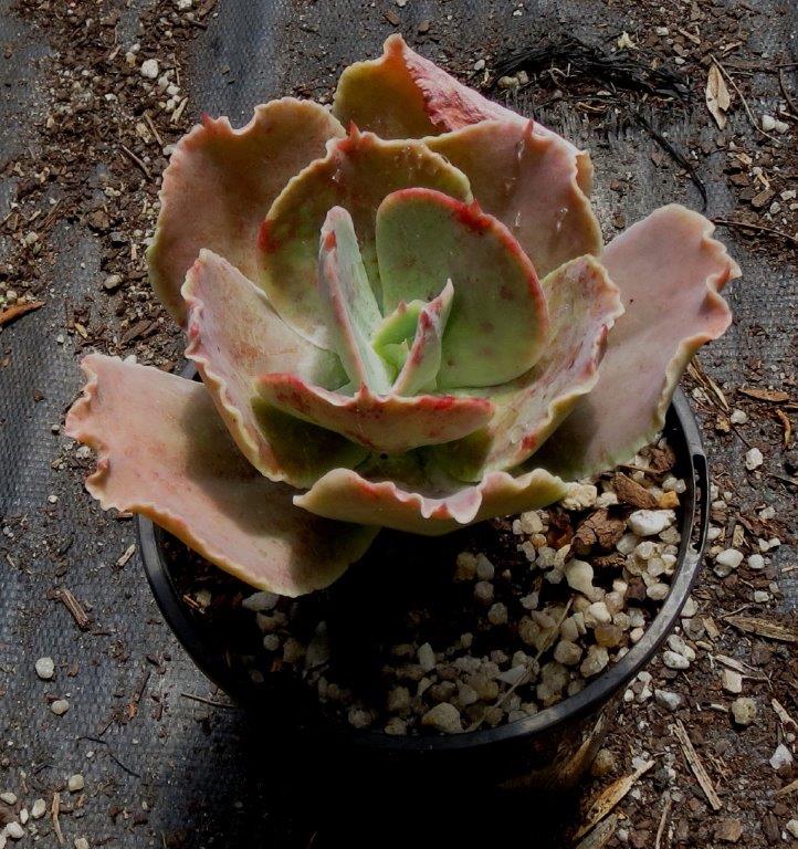 暮光之城 Echeveria 'Twilight'