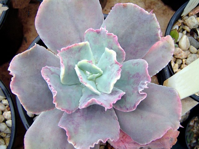 暮光之城 Echeveria 'Twilight'