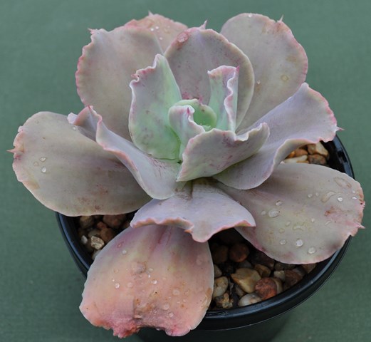 暮光之城 Echeveria 'Twilight'