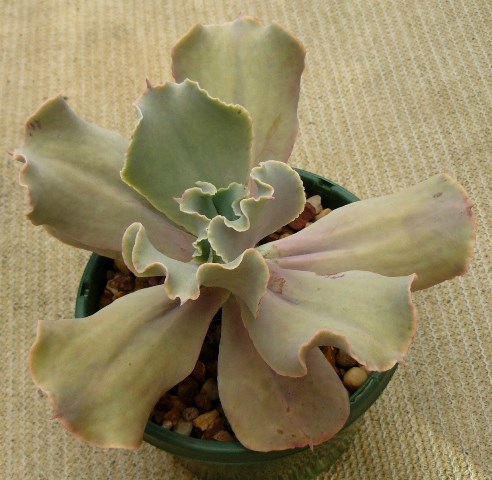 暮光之城 Echeveria 'Twilight'