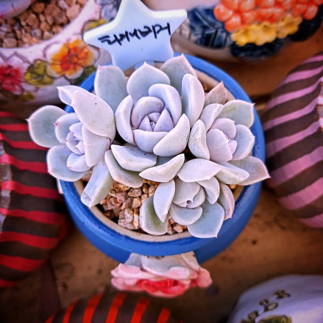 泰尼汉堡 Echeveria 'Tynie Burger'