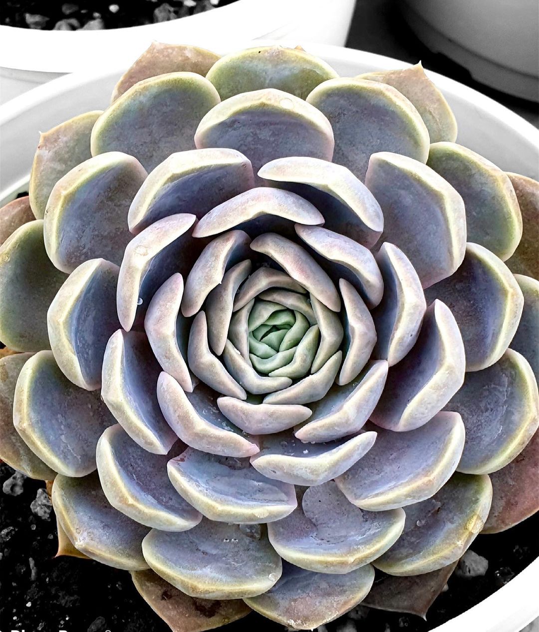 泰尼汉堡 Echeveria 'Tynie Burger'