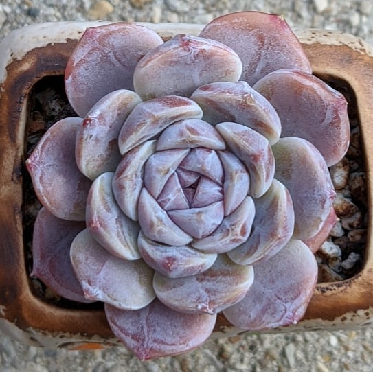 泰尼汉堡 Echeveria 'Tynie Burger'