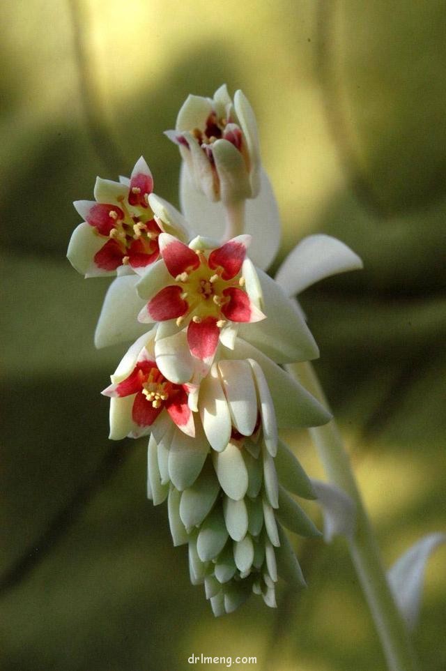 香蕉美人（梦美人，Pachyphytum werdermannii）