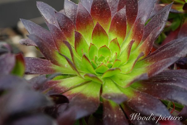 孔雀法师 Aeonium black magic