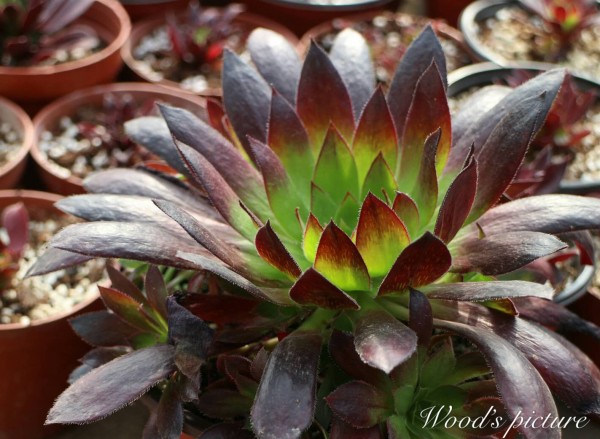 孔雀法师 Aeonium black magic