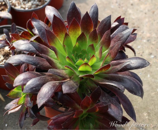 孔雀法师 Aeonium black magic