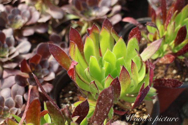 孔雀法师 Aeonium cabernet